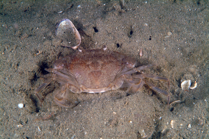 Liocarcinus sp.